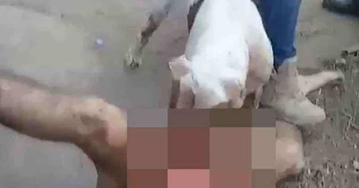 12 09 pitbull come parte intimas de homem acusado de estupro