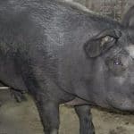 17 10 porco furtado em brasilandia