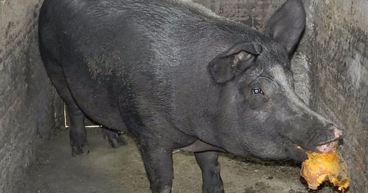 17 10 porco furtado em brasilandia