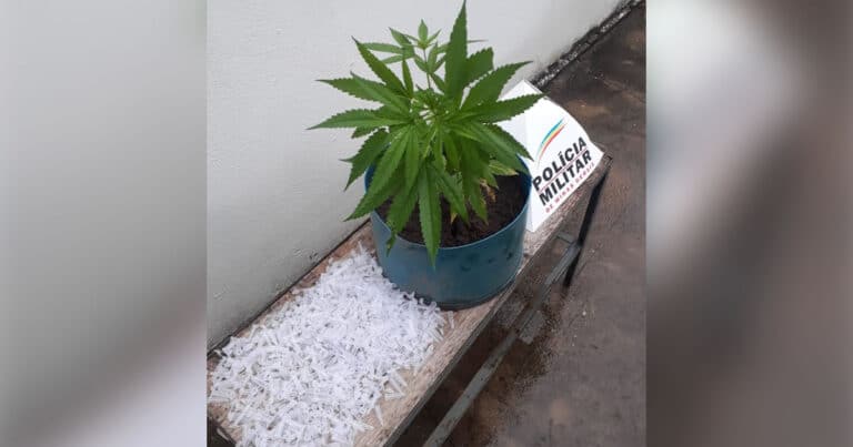 11 02 20 pinos de coca e maconha