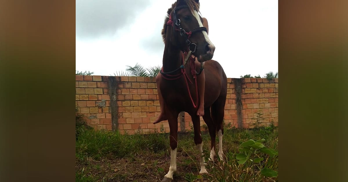 10 04 20 egua de estimacao desaparecida