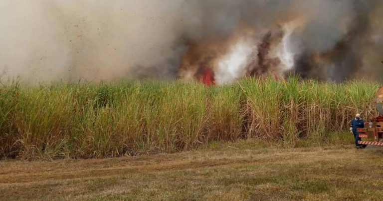 10 08 20 incendio canavial