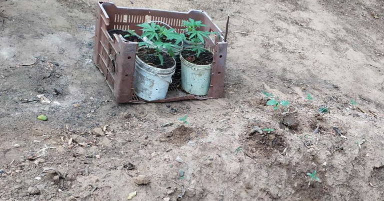 11 08 20 plantacao de maconha brasilandia de minas