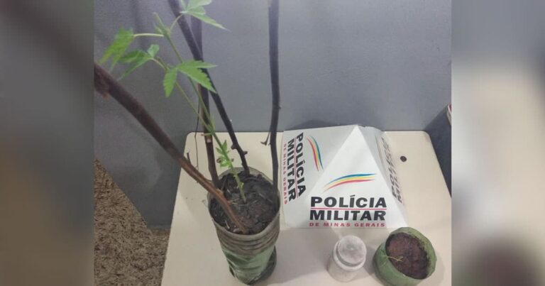 10 09 20 prisao por plantar maconha