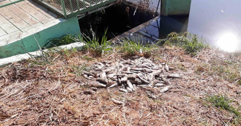 29 08 20 peixes na lagoa em joao pinheiro capa