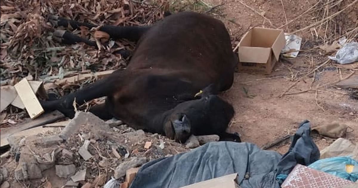 01 10 20 animais mortos cemiterio