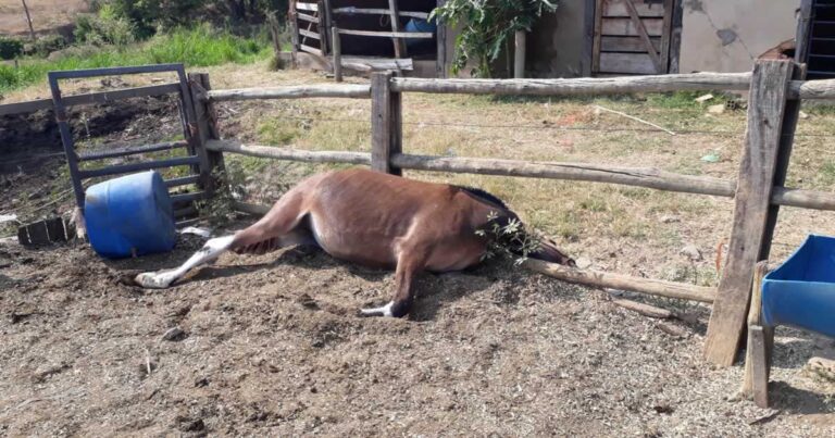 05 10 20 animal abusado e morto 1