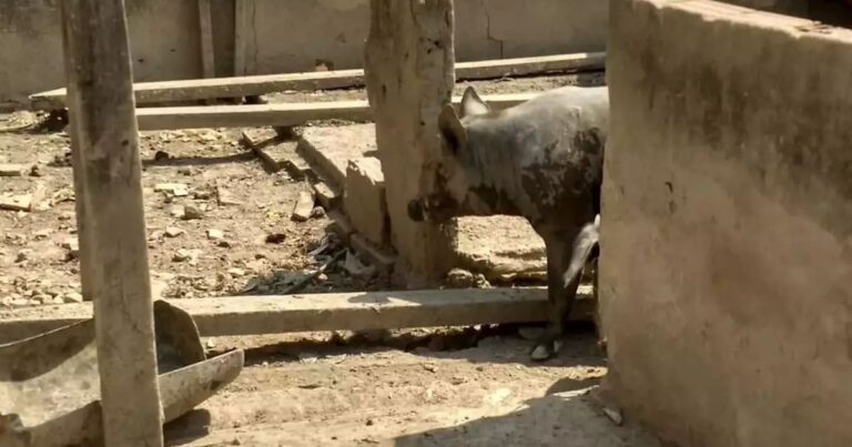 13 10 20 jovem morre ao ser atacado por porco em unai