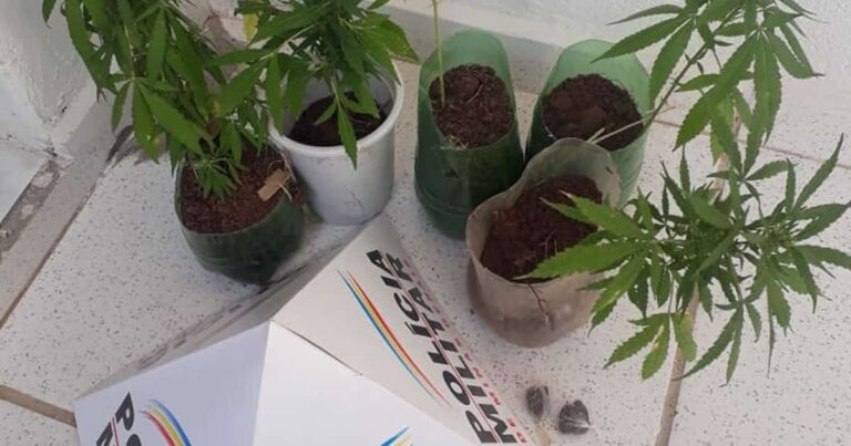 15 10 20 maconha apreendida em luizlandia do oeste
