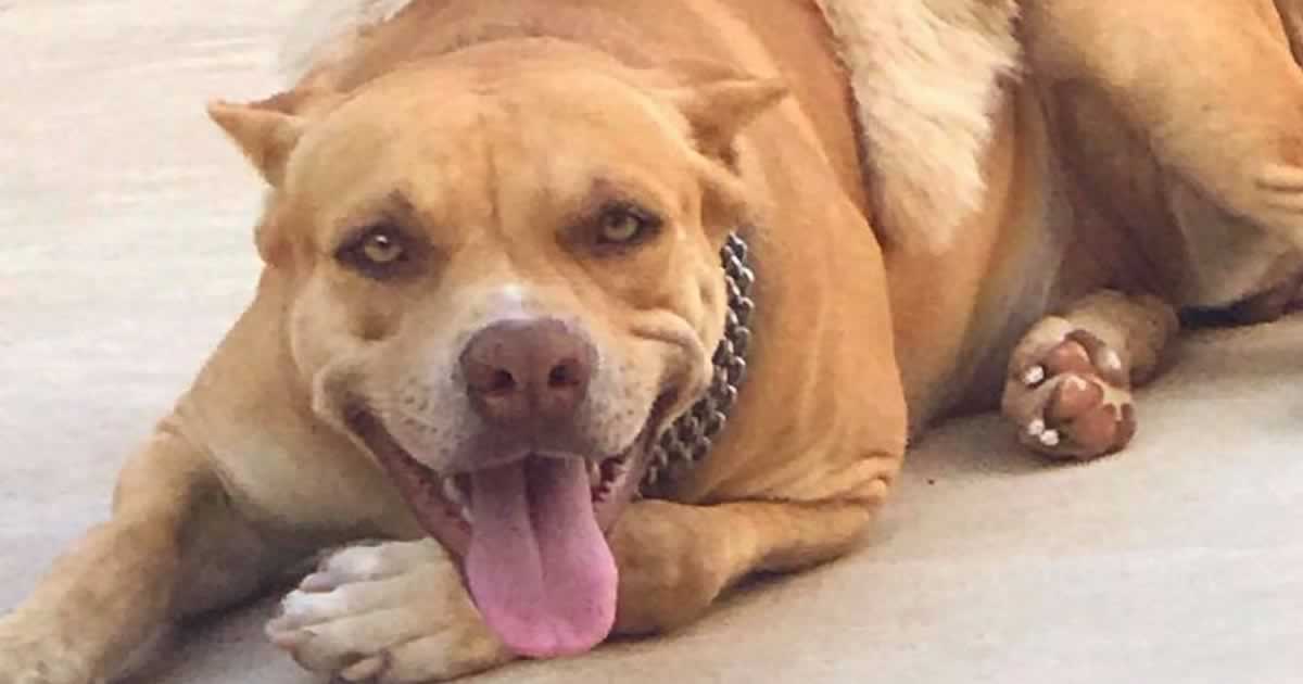 27 10 20 cachorro desaparecido em brasilandia de minas
