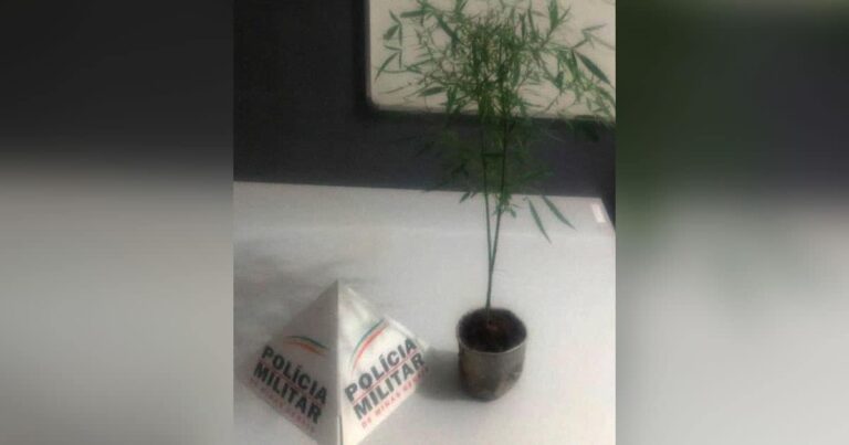 13 11 20 planta de maconha apreensao