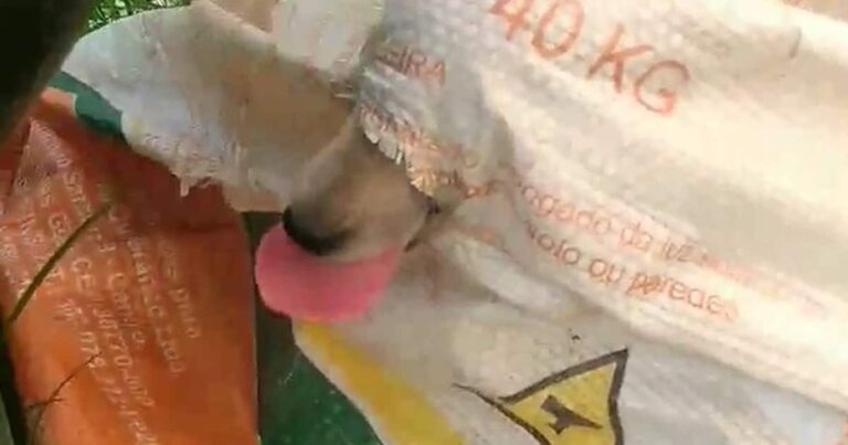 22 12 20 cachorro abandonado em saco