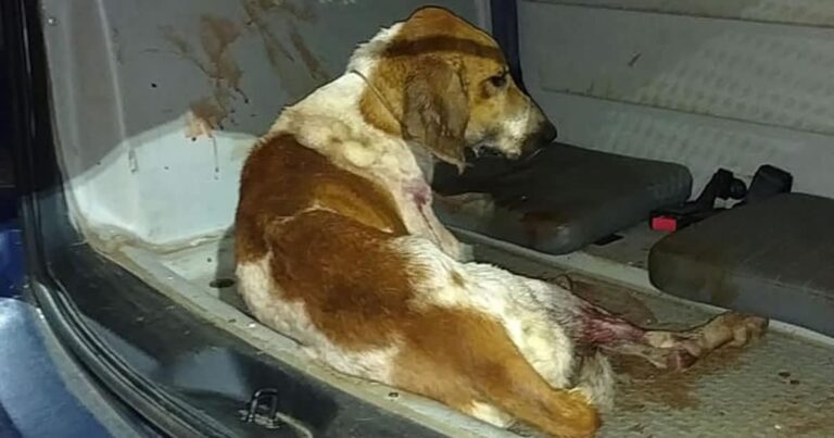 11 01 21 cachorros abordagem prf