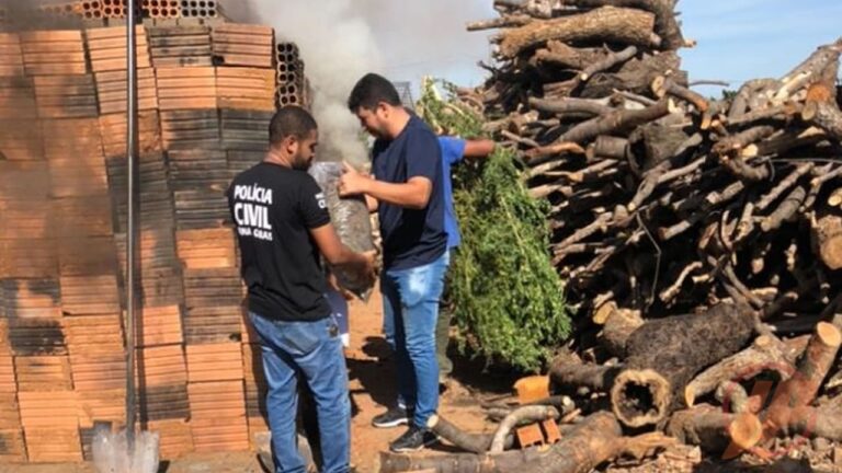 25 01 21 pc incineira drogas apreendidas em joao pinheiro 3