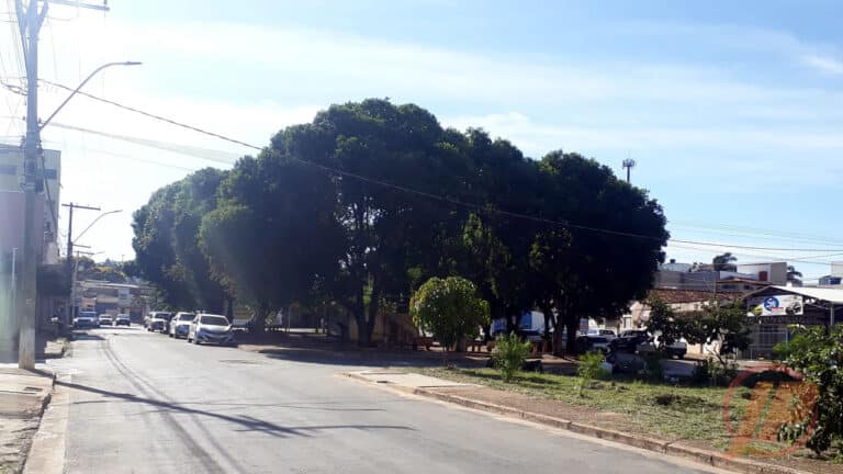 27 01 21 vidal pede cancelamento do corte de arvores