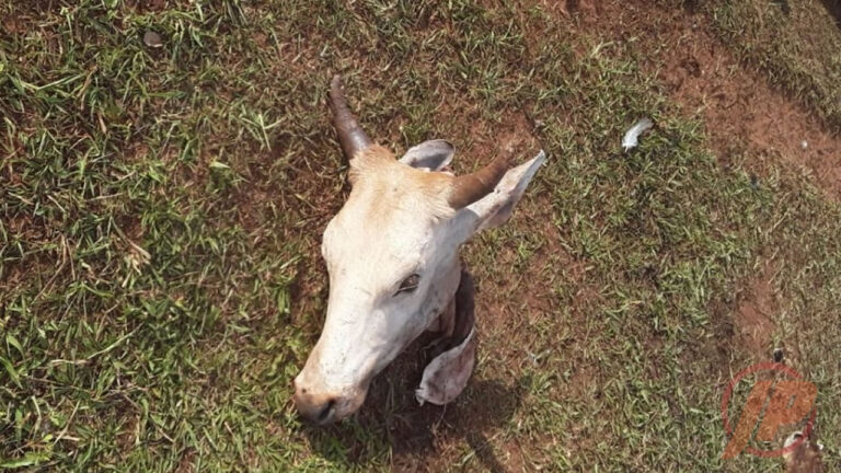 28 01 21 gado abatido em joao pinheiro capa
