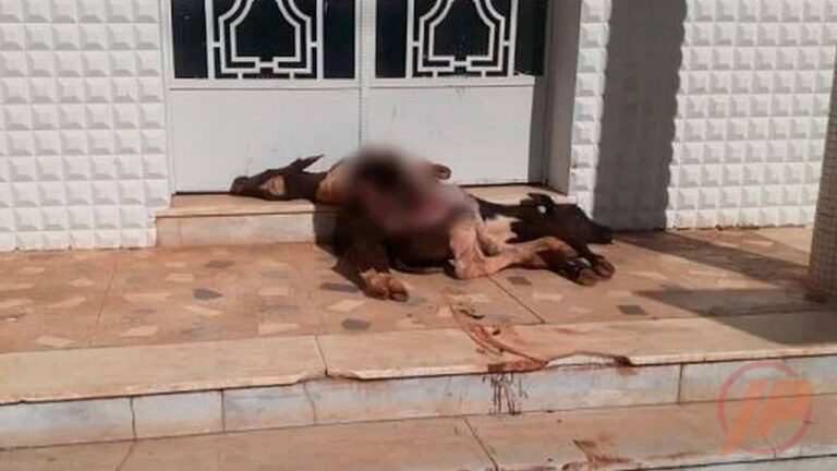 01 02 21 homem joga novilha morta na porta da prefeitura