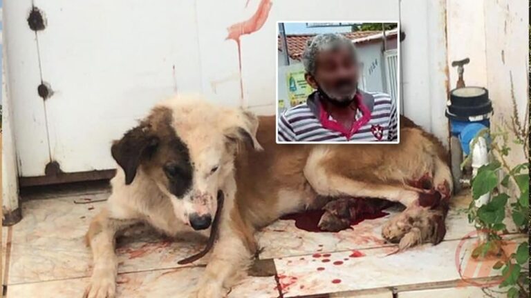 07 02 21 cachorro agredido pelo dono em joao pinheiro
