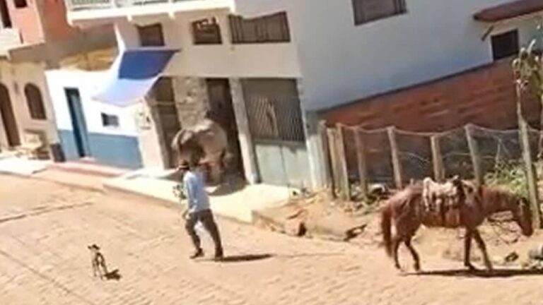 24 02 21 boi destroi mercearia em minas gerais capa