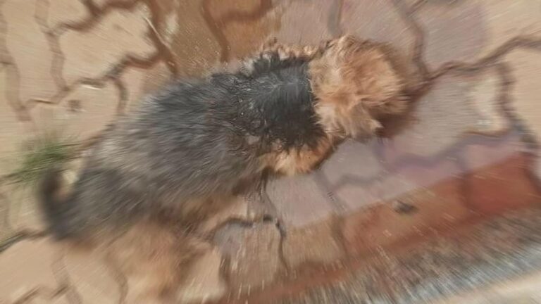23 03 21 cao atacado por pitbulls em joao pinheiro