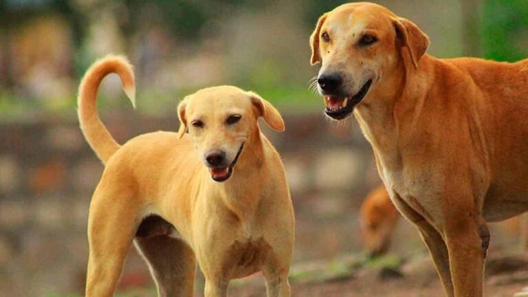 30 03 21 cachorros processo separacao