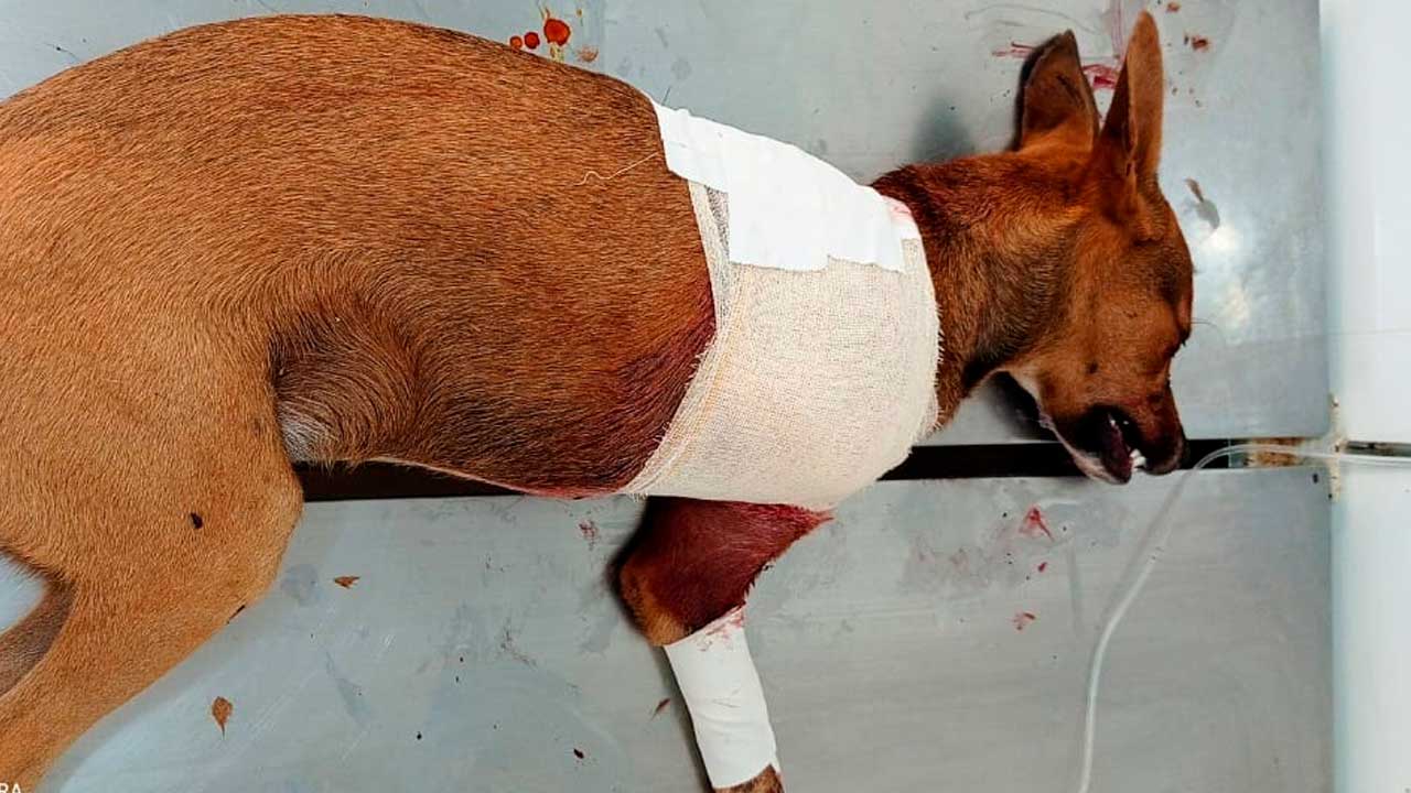 Cachorro fica ferido após ser atropelado por caminhonete