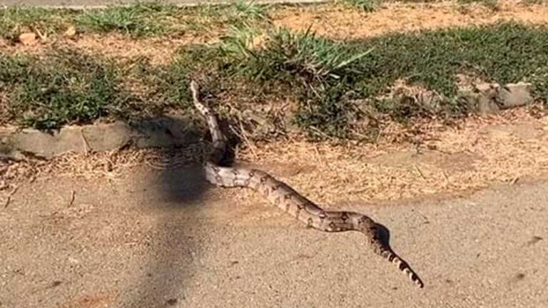 Cobra passando pela Avenida Riviera