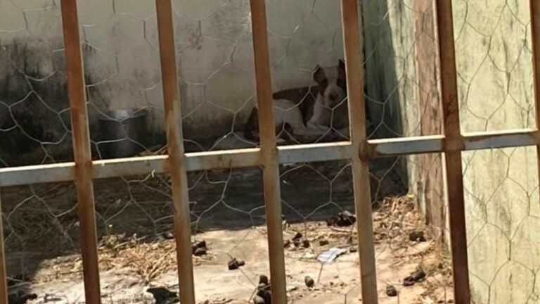Cachorro abandonado em residência