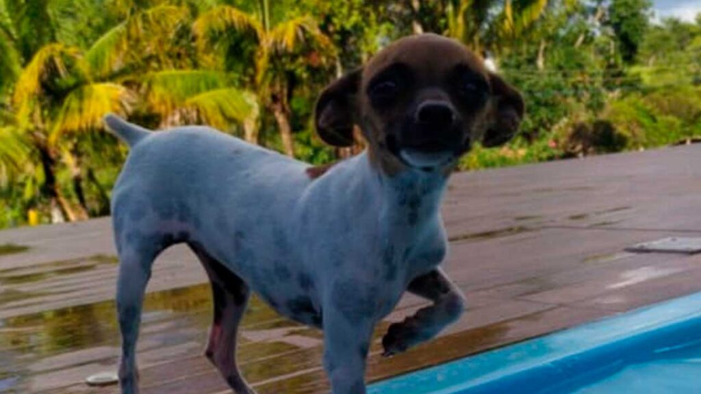 Família pede ajuda para encontrar Pinscher perdida na zona rural de