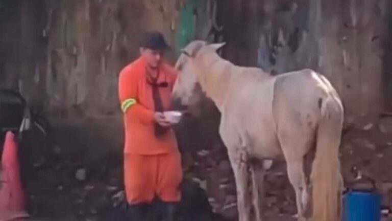 Gari interrompe trabalho para dar água para cavalo que passava mal no meio da rua