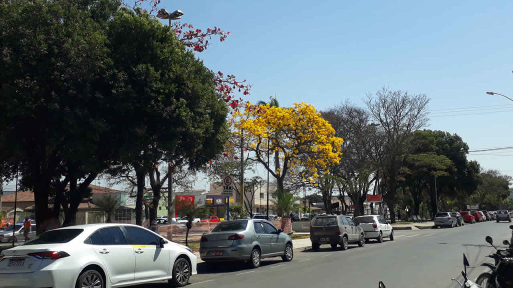 Ipês-amarelos florescem e encantam moradores de João Pinheiro; árvore pode alcançar até 15 metros