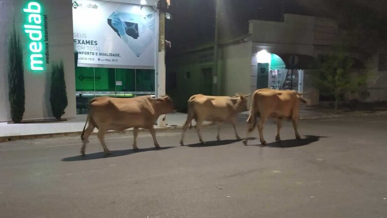 Animais transitam livremente pelo Centro de João Pinheiro durante a noite e levam perigo a motoristas