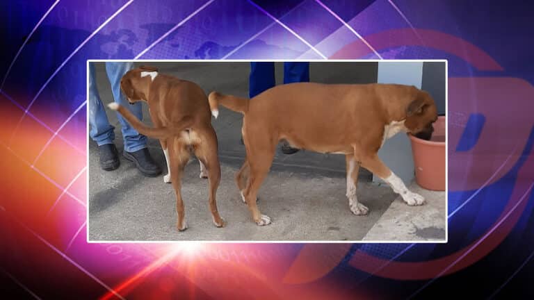 Pinheirenses estão sofrendo com ataques de animais domésticos pelas ruas da cidade