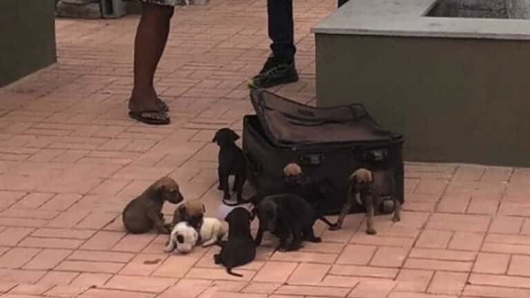 Filhotes são resgatados após denúncia de maus-tratos realizado por morador de rua no centro de João Pinheiro