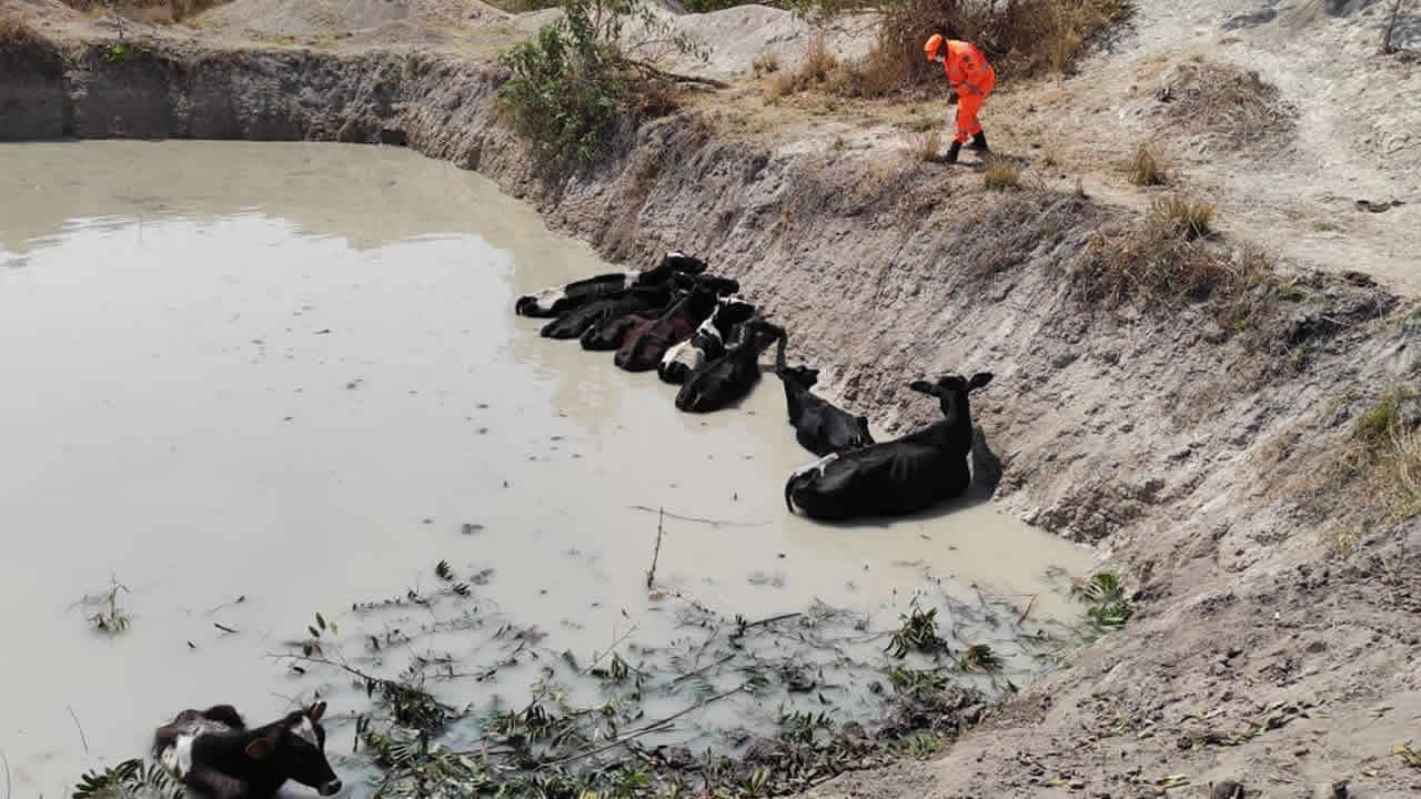 Bombeiros resgatam 10 vacas que caíram em poço na zona rural de João Pinheiro; um dos animais morreu