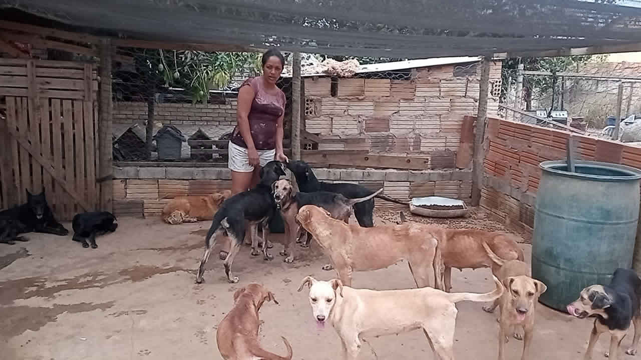 Associação que acolhe animais de rua em João Pinheiro pode fechar as portas por falta de doação