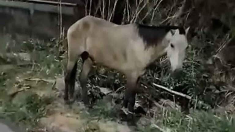 Jovens desamarram cavalo possivelmente vítima de maus tratos em João Pinheiro