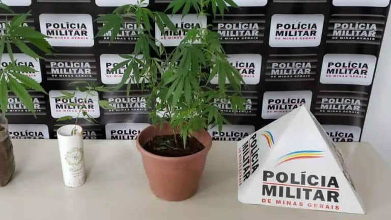 Jovem de 22 anos é preso cultivando um pé de maconha em casa em João Pinheiro
