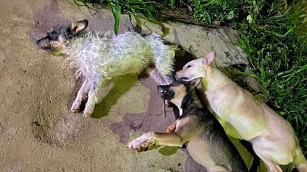 Crueldade: cachorros são envenenados com chumbinho em Paracatu e população se revolta