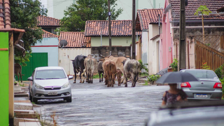 Gado é flagrado circulando nas ruas do Bairro Papagaio em João Pinheiro