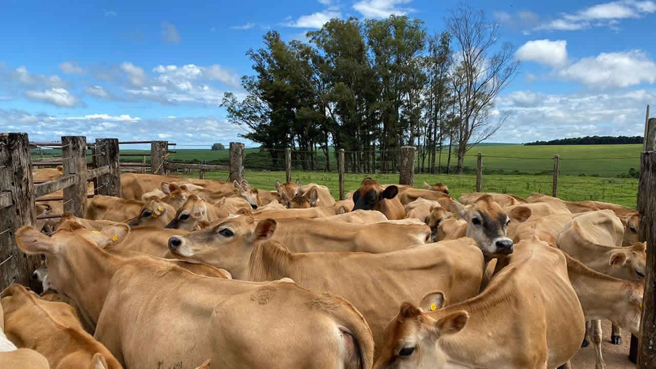 Nove vacas são furtadas de fazenda em Luizlândia do Oeste (JK), distrito de João Pinheiro