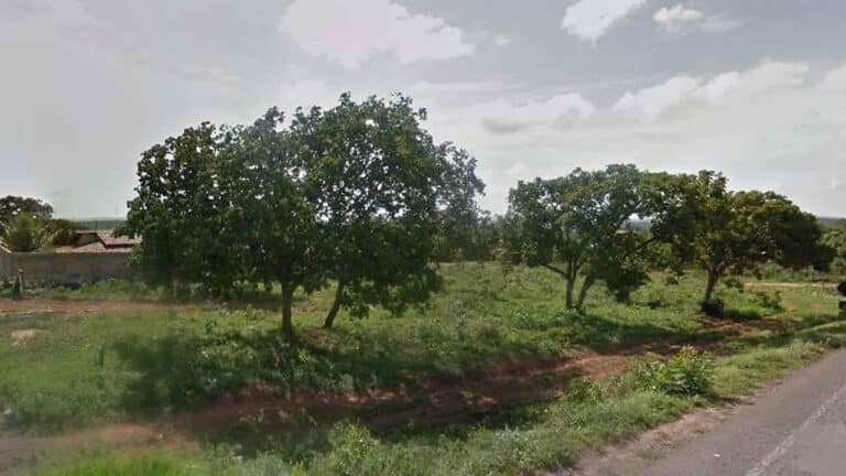 Brincadeira que acabou em fatalidade: garoto de 5 anos cai de pé de pequi e morre em Minas Gerais