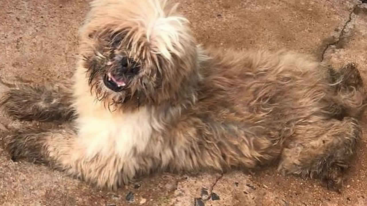 Mais de 20 cães são resgatados de canil clandestino em Patos de Minas