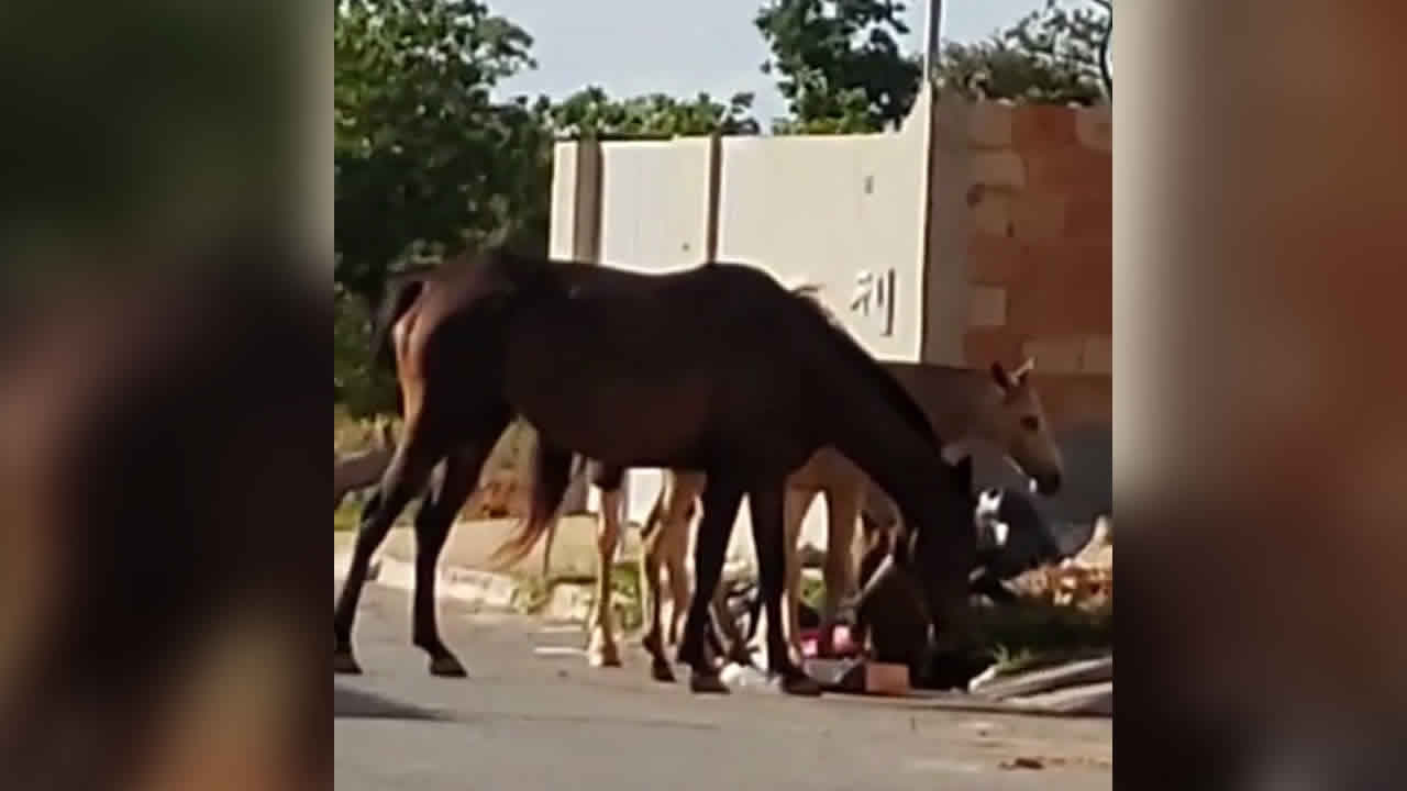 Cavalos reviram lixo no Bairro Papagaio e moradores reclamam por providências em João Pinheiro