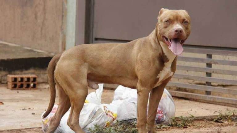 Homem manda pitbull morder policial e acaba preso por resistência em João Pinheiro