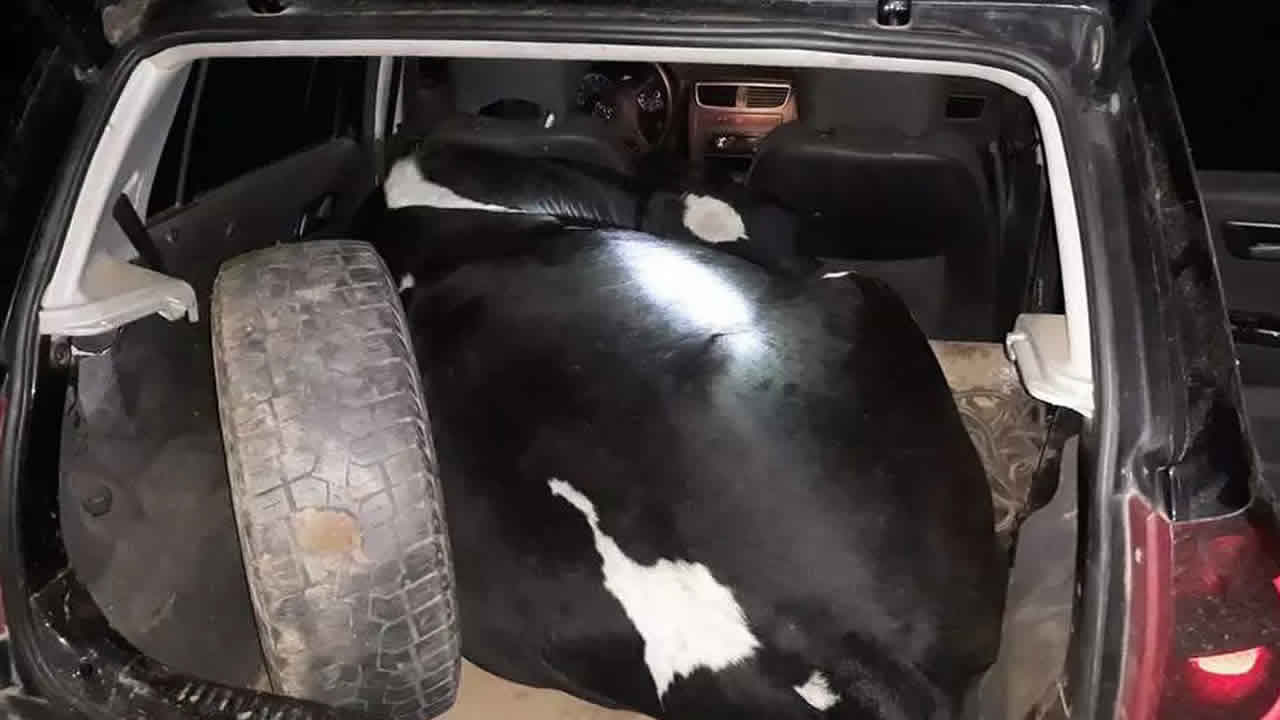Vaca furtada é encontrada amarrada e sedada dentro de porta-malas de carro em Minas Gerais