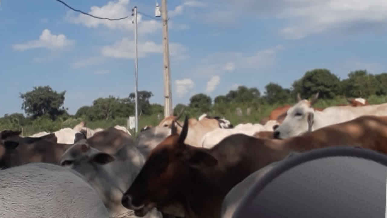 Proprietária de fazenda pede ajuda para encontrar cabeças de gado furtadas em Brasilândia de Minas