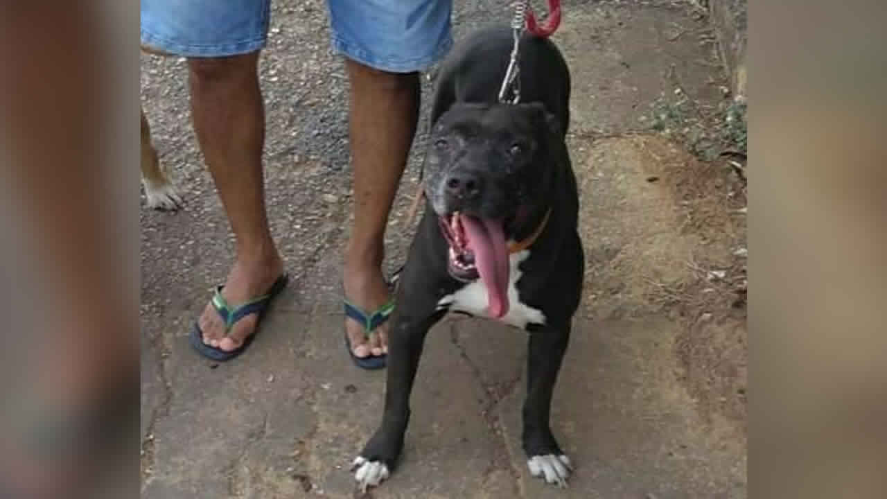 Família pede ajuda para encontrar cadela pit bull desaparecida há 2 dias, em João Pinheiro