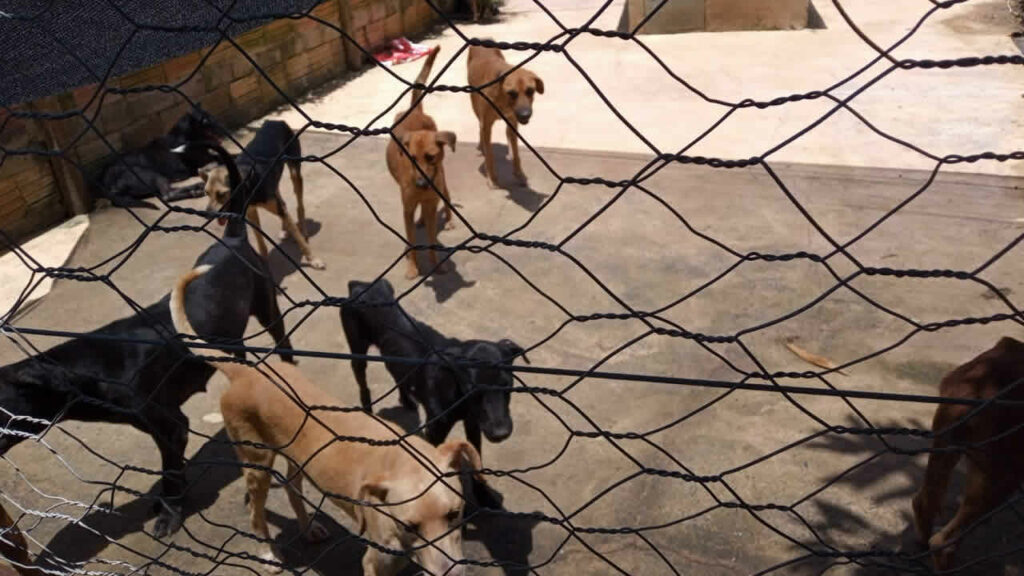 Associação que acolhe cães de rua sofre com escassez de ração em João Pinheiro; saiba como doar
