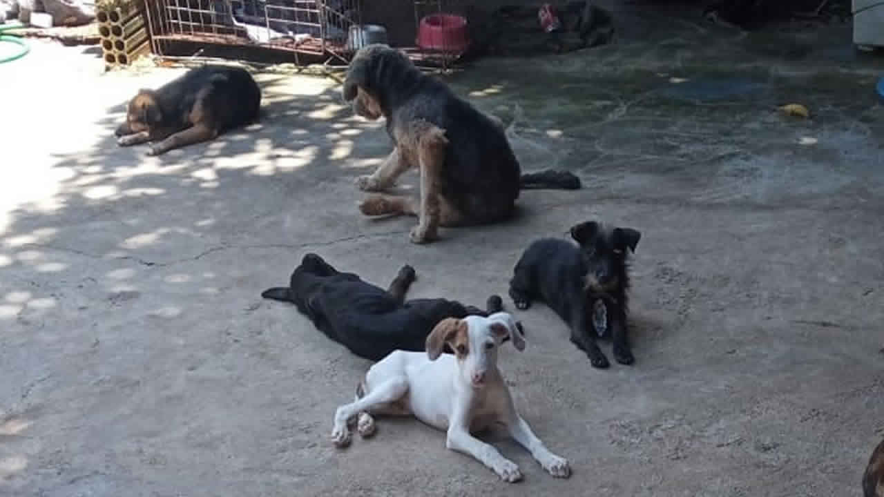Associação que acolhe cães de rua sofre com escassez de ração em João Pinheiro; saiba como doar